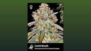 Cookie Breath  Greenpoint Seeds [upl. by Eelyma]