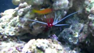 My three Lyretail Anthias in my new 75 Gallon Tank [upl. by Eliason]