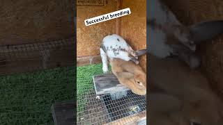 Rabbit breeding rabbits [upl. by Darees]