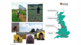 The importance of pollinator diversity for crop production [upl. by Llevram]