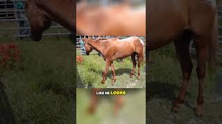 Heartbreaking Horse Auction  HSH S2E23  horseshelterheroes rescuingdisabledhorses shorts [upl. by Jarek332]