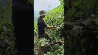 Optimal Pig Farming Harvesting Green Leaves and Peanuts  Tà Xùa Daily Life [upl. by Zipah595]