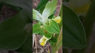 Turmeric plant aka kunyit spice herbs flowers plants [upl. by Cia]