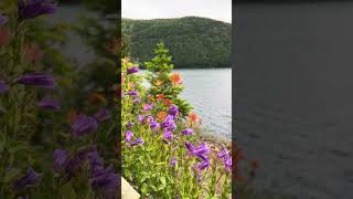 Davidson’s Penstemon wildflower penstemon mountsainthelens [upl. by Selrac]