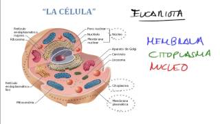 LA CELULA ESTRUCTURA Y FUNCIONAMIENTO CELULAR BIOLOGIA [upl. by Stephania]