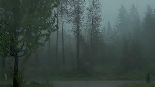 Bellissimo e furioso temporale e pioggia in mezzo al bosco  pioggia rilassante  ASMR  rain [upl. by Magdalen]