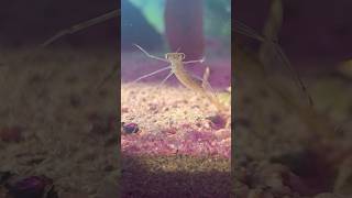 Damselfly larva Aquatic Tank damselfly dragonfly insects [upl. by Deron]