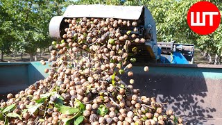 Cultivation And Processing of Walnuts  Millions of Tons Walnut Processing Factory  Food Factory [upl. by Malchy]