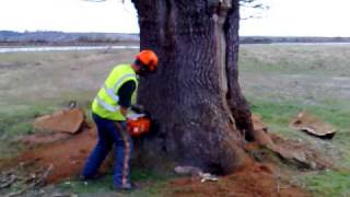 Felling Big Brown Oak  Kingwell Holdings SITE CLEARANCE amp HIRE [upl. by Anirehtac]