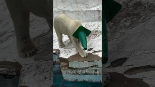 Polar Bear Water Diving shorts [upl. by Abehs]