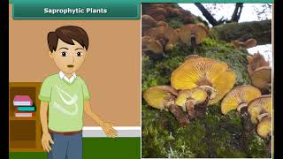 Class 7 Science nutrition in plants  saprophytic plants [upl. by Cammy]