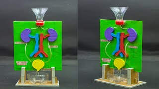 School Science Projects  Kidney Working Model [upl. by Yahsed871]