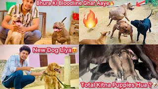 Golden Retriever Dog Pasand Aagya😍Sath Le Aaye🐶 Julie K Total Kitne Puppes Hua🥰Bhura Ki Bloodline🔥 [upl. by Jueta345]