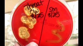 Blood Agar Bacterial Growth Medium Alpha Beta amp Gamma Hemolysis [upl. by Karylin]