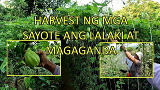 HARVEST NG MGA SAYOTE ANG LALAKI AT MAGAGANDA [upl. by Batish]