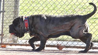 Neapolitan Mastiff Information amp Facts  Dogmal [upl. by Ryle]