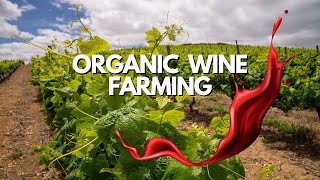 Sustainable Secrets of Organic Wine Farming 🍇 [upl. by Eliseo]