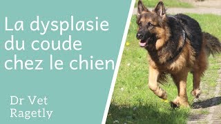 La dysplasie du coude chez le chien [upl. by Anilys827]