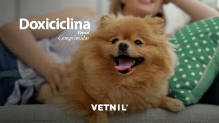 Doxiciclina Vetnil Comprimidos Tratamento de infecções em cães e gatos [upl. by Valenka450]