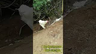 Hermosas gallinas Brahma armiñadas gallinas criadero [upl. by Iadam]