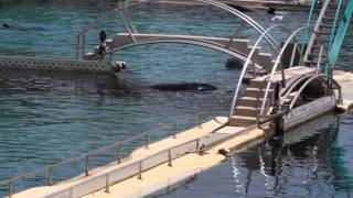 Lorque Valentin au Marineland dAntibes en août 2015 [upl. by Bonnell]