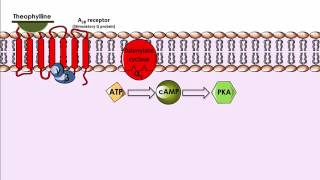 Theophylline  Mechanism of Action [upl. by Affer890]