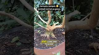 tips perbaiki bonsai patah BonsaiIndonesia BonsaiAsia BonsaiVietnam [upl. by Ballinger]