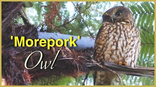 Beautiful New Zealand OWL the MOREPORK or RURU [upl. by Kosaka]