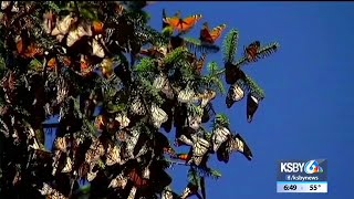 Latest Monarch butterfly count continued to show decline [upl. by Odarnoc457]