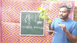 what is the difference between monocotyledonous root and dicotyledonous root Topic plant morphology [upl. by Diane]