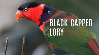 Black Capped Lory Lorius Lory [upl. by Anderson]