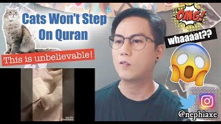 Cats Will Not Walk on The Quran experiment with 5 cats  REACTION [upl. by Mialliw]