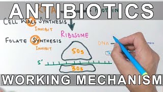 How Antibiotics Work [upl. by Sucramad463]