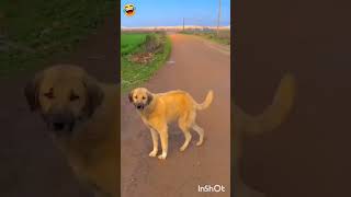 dog Ko naachne ka mauka mila hai 😂😂funny comedy video short [upl. by Leiand]