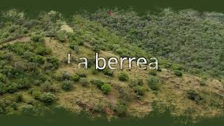 La berrea  The bellowing of the deer [upl. by Green]