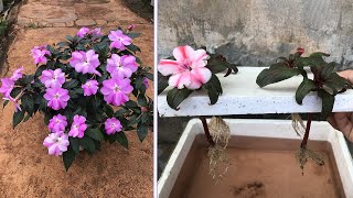 Method of propagating Impatiens walleriana using store bought rooting stimulants [upl. by Ferrel]