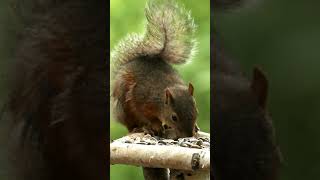 squirrel video Loud squirrel chirping sounds Squirrel sound animals 2024 [upl. by Opportuna]