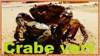 Carcinus maenas  Linnaeus 1758  Carcinidae  Crabe vert crabe enragé  26072016 [upl. by Nrubliw]