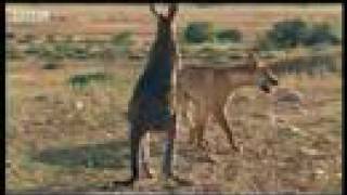 Wallaroo vs dingo  BBC wildlife [upl. by Daenis]