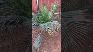 Macrozamia Planting [upl. by Jos]