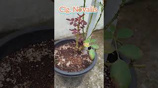 Clg Novalis rose is in 6ft hight with a healthy basal shoot [upl. by Htinek]