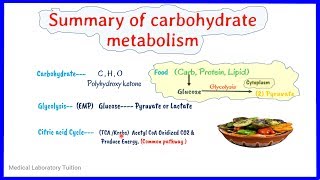 carbohydrate metabolism summary  Overview of carbohydrate metabolism  biochemistry [upl. by Rodenhouse]