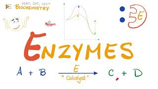 Enzymes  Catalysts  Structure amp Function  Biochemistry 🧪 [upl. by Sanez]