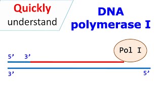 DNA polymerase I [upl. by Mushro]