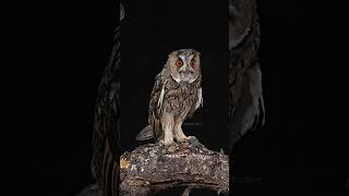 Long Eared Owl alerting alert long eared owl bird call wild night nature wildlife HA17481 [upl. by Kam185]