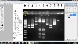 dna ladder standard curve [upl. by Anoiek579]