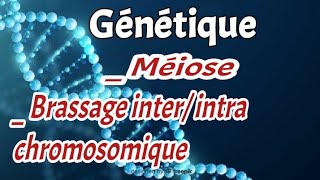 chapitre 2 partie 2 La Méiose Brassage interintra chromosomique [upl. by Sinnaiy]