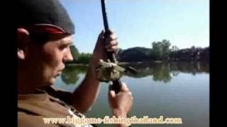 Giant mekong fishing chiangmai thailand [upl. by Sheldon]