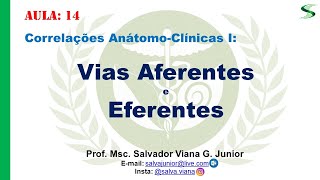 Vias Aferentes e Eferentes [upl. by Aimek]