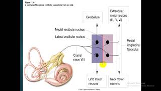 Vestibular system  dr Atef  Vestibular Nucleus فسيولوجي [upl. by Chery]